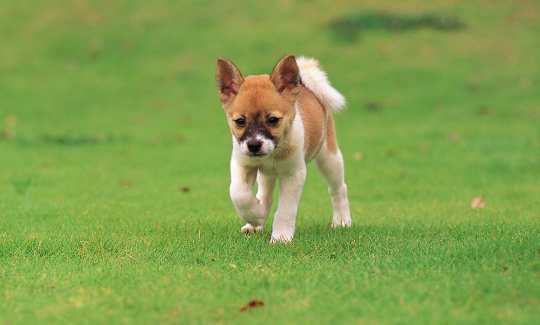 衡阳叮叮宠物商业计划书案例
